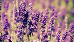 lavender-flowers-hd-wallpaper_092745846