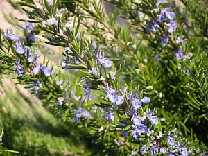 flowering-rosemary-5200034