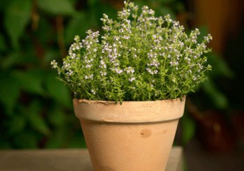 Pharmaceutical Use of Thyme