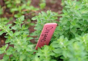 History of Oregano