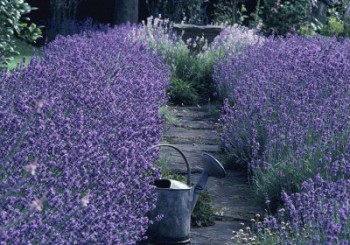 Verbena and lavender for relaxing days and nights