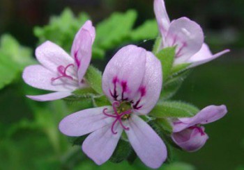 History of Verbena