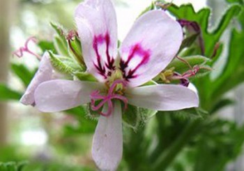 The God’s herb is called Verbena