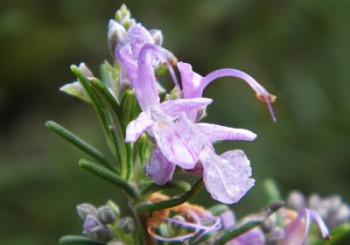 History of Rosemary