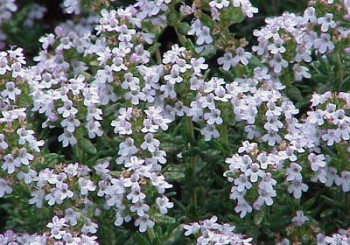 History of Thyme